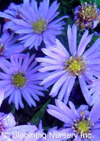 Aster dumosus 'Lady in Blue'                 